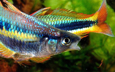 Rainbowfish Extra: Chilatherina alleni “Wapoga” with Gary Lange