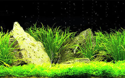 VIDEO: Tyler Koch’s Planted Aquarium with Time-Lapse Night Sky Effect!