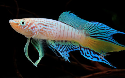 Blue Gularis Killifish—Eclosion—Hatching From The Eggs