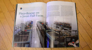 "Pleco Rescue on a Javan Fish Farm", by Hans-Georg Evers, looks at the professional, commerical breeding of the Zebra Pleco, Hypancistrus zebra, on the Bellenz Fish Farm. We know you want the black & white eye candy, including images of "xanthoristic" and "fine lined" morphs that could lead to new Zebra Pleco strains in the future, but you'll have to get your hands on a print or digital edition to see those pages!