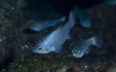 First Successful Breeding of Devils Hole Pupfish