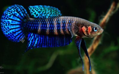 Friday Photospread: Betta hendra