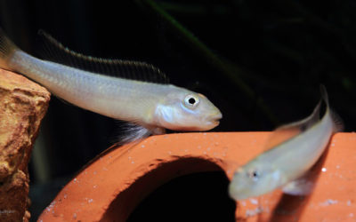 Friday Photospread: Steatocranus tinanti Feeding With Bonus Video