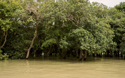 A Tonlé Sap Lake Aquarium