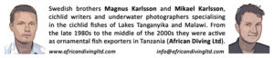 Swedish brothers Magnus Karlsson and Mikael Karlsson, cichlid writers and underwater photographers specializing in the cichlid fishes of Lake Tanganyika and Malawi. From the late 1980s to the middle of the 2000s they were active as ornamental fish exporters in Tanzania (African Diving Ltd.)
