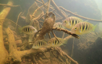 Fish Collecting in the Western Ghats of India: Video Trailer