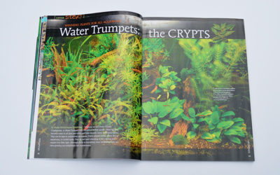 Crypts & Super Severums – AMAZONAS Print Preview