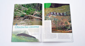 Daniel Wewer travels to the Rio Yarapa in "The Search for Otocoinclus cocama", widely known as the Zebra Oto in the aquarium trade, to learn more about its little-known wild habitat.