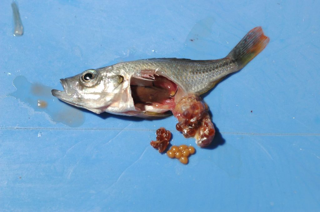 A female Piceatus cichlid with egg-binding, positive for Mycobacterium