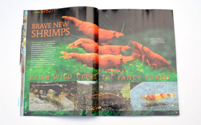 Fancy Shrimps – AMAZONAS Print Preview – July/August 2015