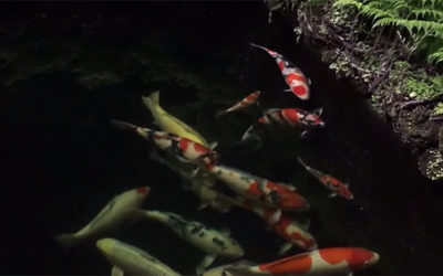 Video: Tour an Amazing Koi Pond & Bonus Red Bee Shrimp Video