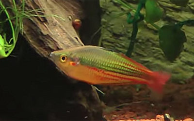 Rainbowfish Expert Gary Lange Honored With New Species Name