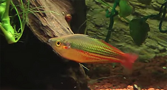 Rainbowfish Expert Gary Lange Honored With New Species Name