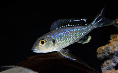 Friday Photospread: Callochromis pleurospilus