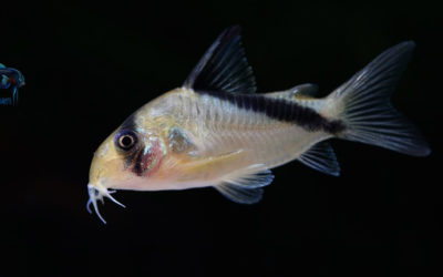 Friday Photospread: Care and Breeding of Corydoras melini