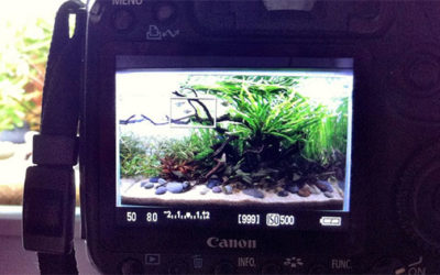 Aquascaping Contests: The All-Important Final Photo Shoot of the Aquascape