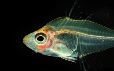 Overview: Gymnochanda, The Enigmatic Glassfishes