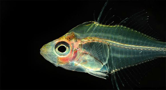 Overview: Gymnochanda, The Enigmatic Glassfishes