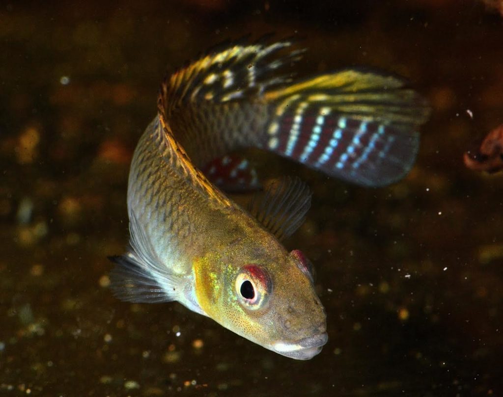 The unpaired fins of a male N. splendens are quite distinct from the female and beautifully patterned.