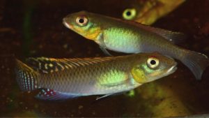 To effectively bond a male and female Nanochromis, I have found it useful to keep some other West African dwarf cichlids in the aquarium. Aggressive behavior is directed outward and the pair will work together at defending their territory, rather than squabble (or worse) with eachother.