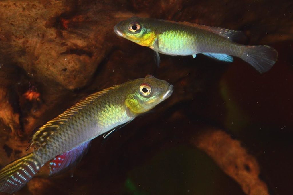 Another view of a Nanochromis splendens pair.