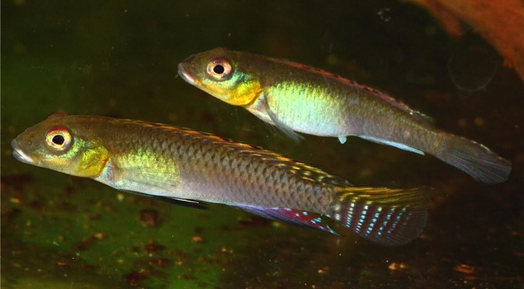 Once bonded successfully, a pair of N. splendens will always remain in close contact and parade through the aquarium together.