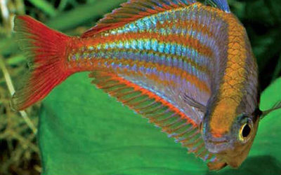 Glorious New Rainbowfish Described