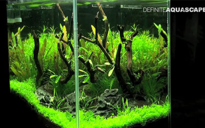 AMAZONAS Featured Video: Hypnotic Planted Tanks Review