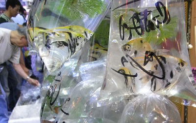 Chemical in Plastic Bags Lethal to Aquarium Fish