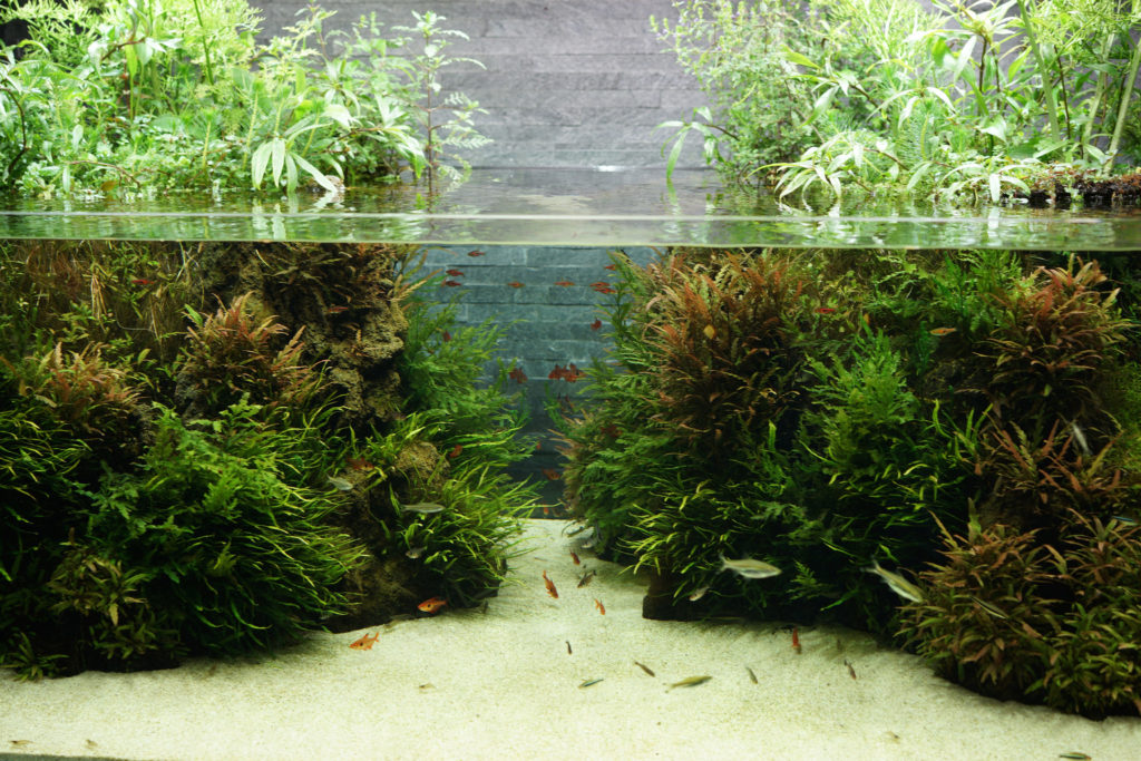 The second new aquascaped aquarium added to Sumida Aquarium in 2013. Image by Flickr photographer Zengame | CC BY 2.0