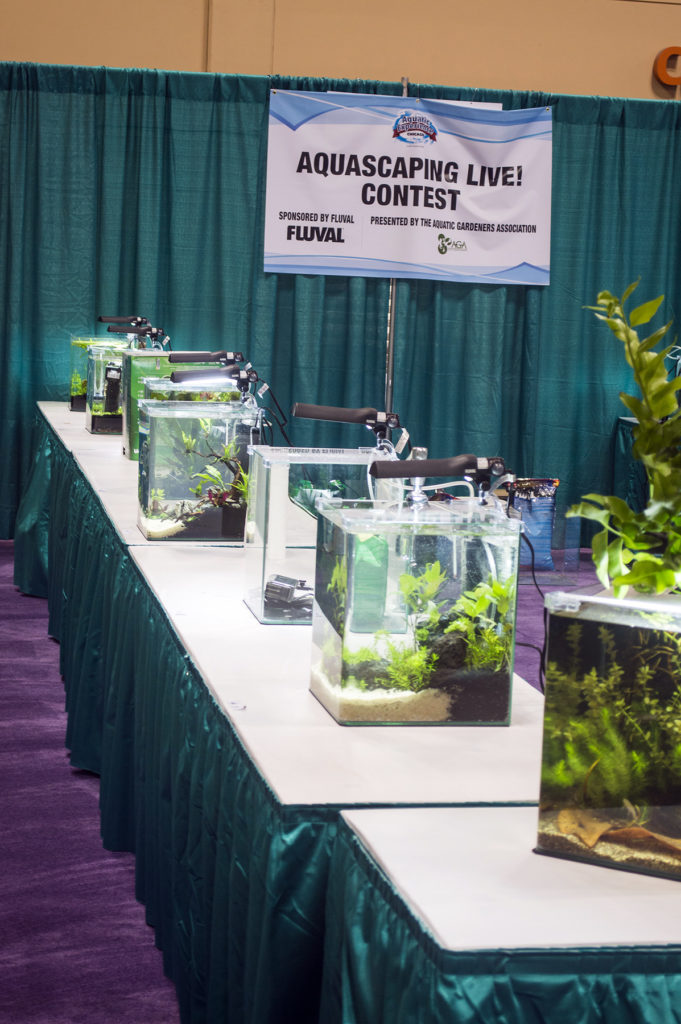 Final entries for the Aquascaping Live! contest during Aquatic Experience - Chicago 2014. Image by Dan Woudenberg/LuCorp Marketing for the World Pet Association.