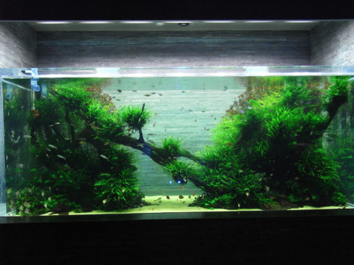 The Passing of Aquascaping Legend Takashi Amano - AMAZONAS Magazine