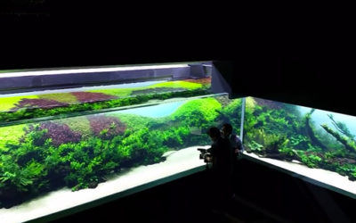 Forests Underwater: Amano’s Largest Nature Aquarium