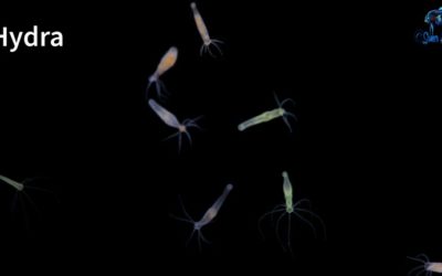 Silent Baby Fish Killers – Freshwater Hydra