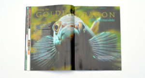 Steve Waldron provides an in-depth look at Breeding the Golden Dragon, Betta unimaculata.