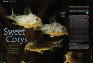 Opening spread to almost two dozen pages of cover features section devoted to Corydoras Species & Habitats, with an introduction by Cory expert and AMAZONAS German Editor Hans-Georg Evers.