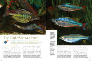 For lovers of the sleek, peaceful rainbowfishes of Australia and Papua New Guinea, the small (11-species) genus Chilatherina is a favorite. Michael Wagner describes their origins and their distinctive charms.