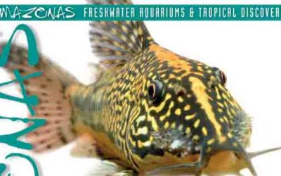 AMAZONAS “Sweet Corys” Advance Look