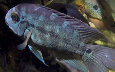 10 years after Katrina, rare cichlids return to New Orleans