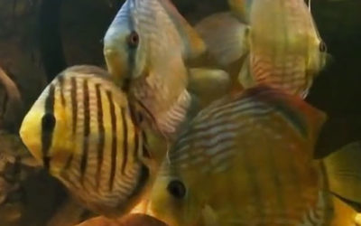 AMAZONAS Video Picks: Wild Discus with Natural Partners