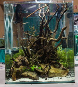 2014 Aquascaping Live! Small Tank Entry