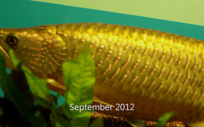 AMAZONAS Video: An Arowana Life over 3 Years