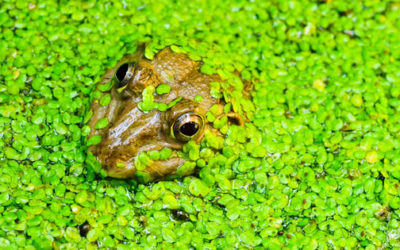 DIY Duckweed Collector