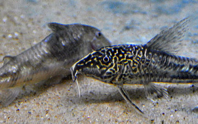 AMAZONAS Featured Videos: Scleromystax barbatus, the Bearded Cory Catfish