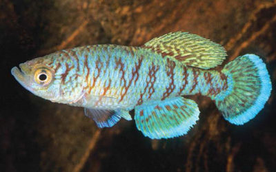 New Caprivi Killifish Debuts with Near Threatened Status