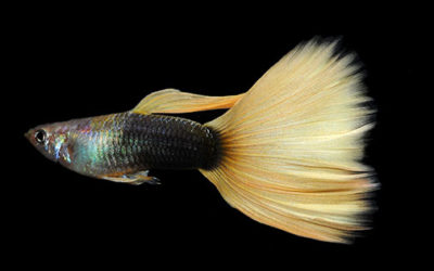 World’s Top Guppies Judged in Florida