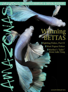 AMAZONAS Volume 5, Number 1 features Betta splendens in all its glory. Click here to buy the back issue.