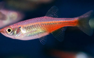 Species Snapshot: Fireline Danio