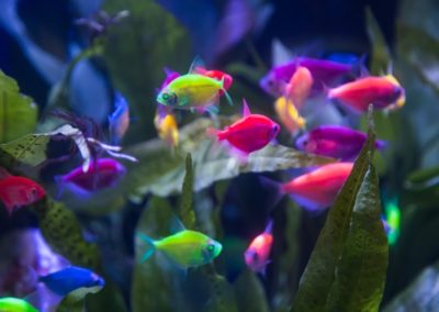 GloFish at Aquatic Experience - Chicago 2015. Image by Dan Woudenberg/LuCorp Marketing for the World Pet Association.