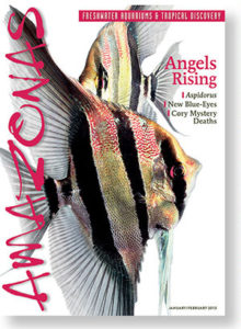 AMAZONAS Magazine, Volume 2, Issue Number 1 - Angels Rising. This is the issue that has Tom dreaming of Altum Angels! Click to order a printed back issue.